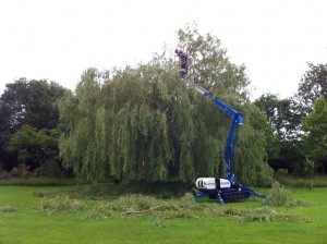 Shaping up a Willow tree in Aberdeenshire