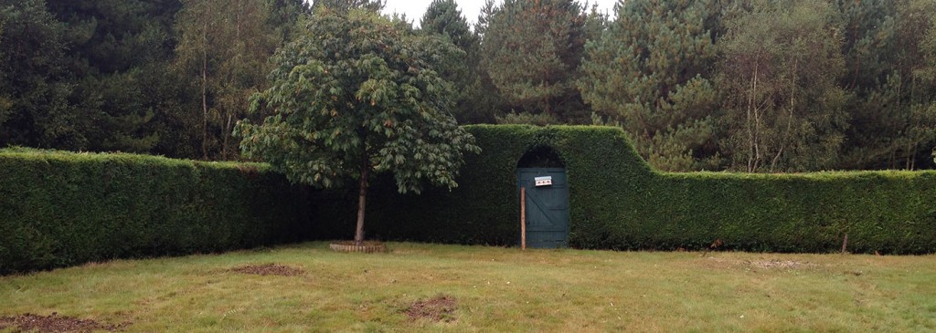 Pruned garden tree retaining a full leafy canopy beside a clipped hedge