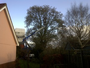 12m high at full reach in a tree in Royal Deeside