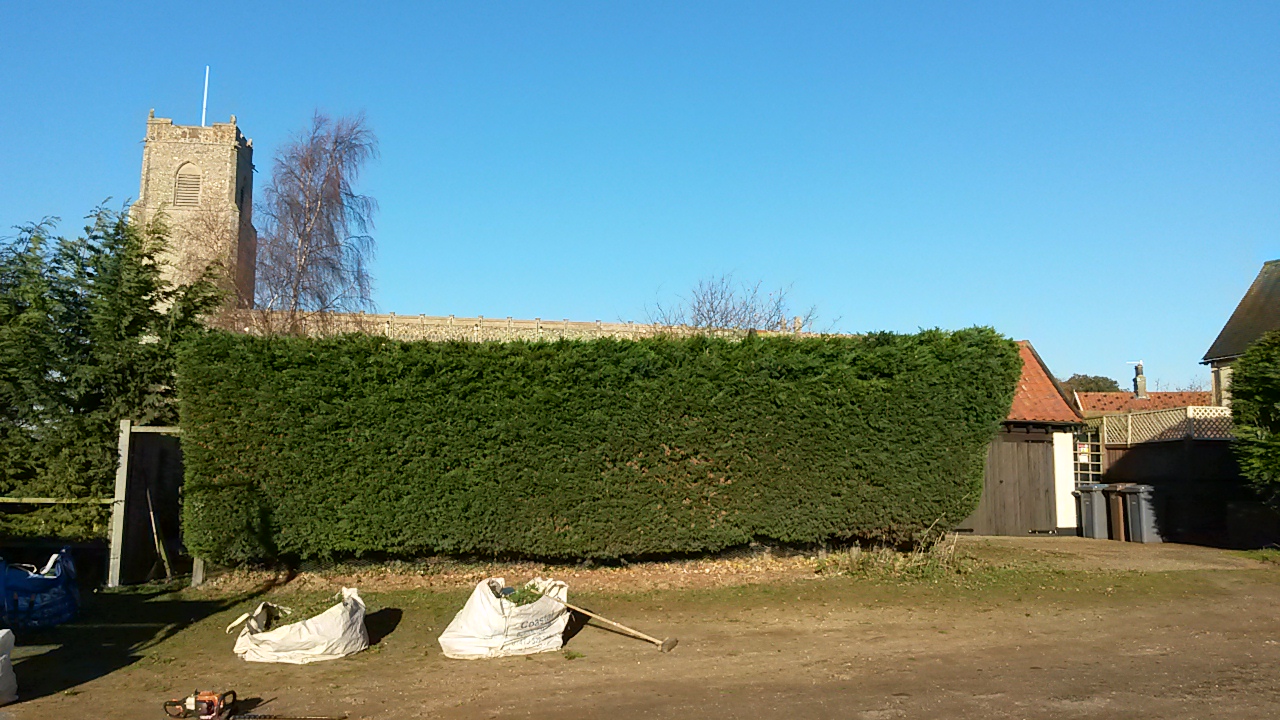 A trimmed conifer hedge