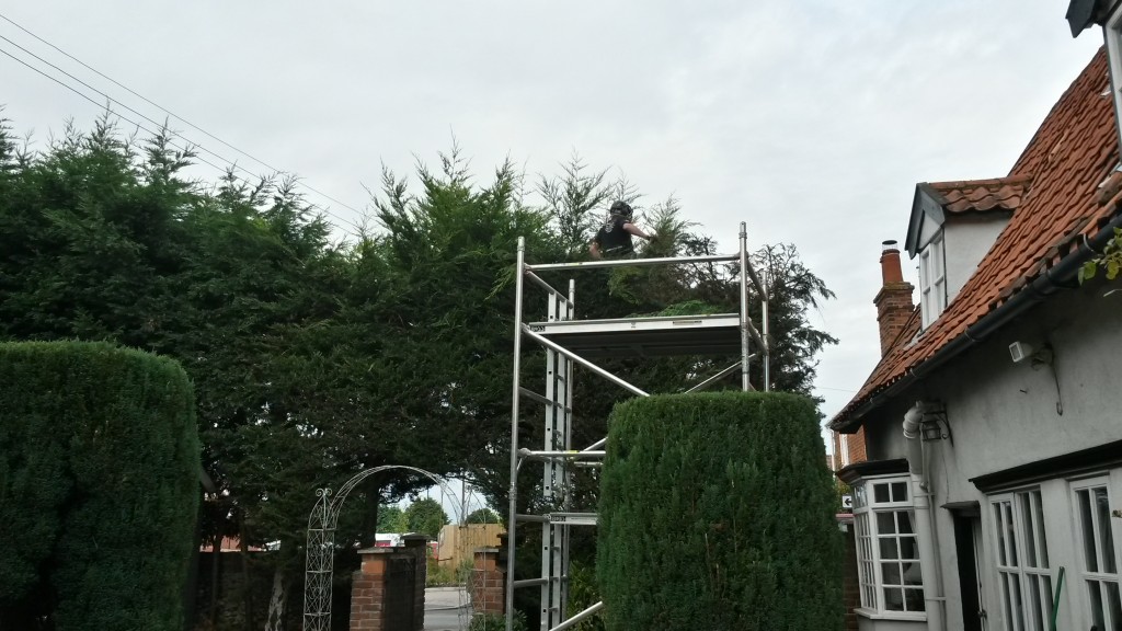 Leylandii hedge work using a scaffold platform