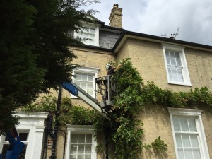 Ivy removal from a wall of a house