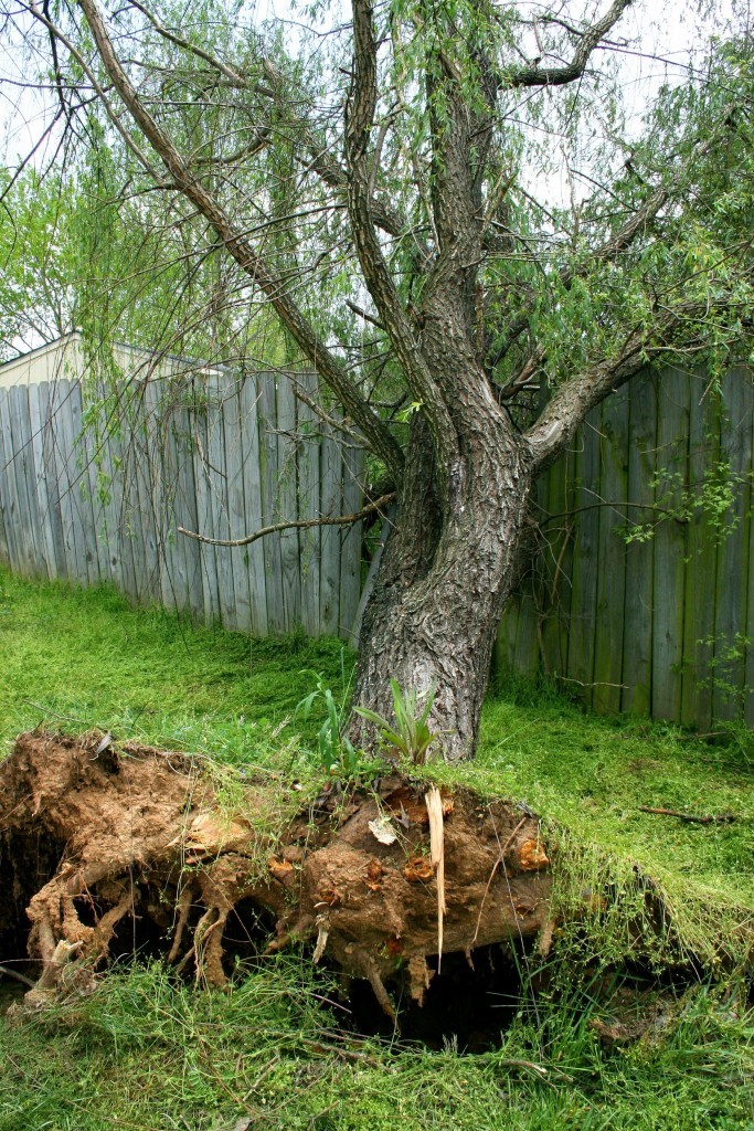 Uprooted garden tree beside damaged fencing