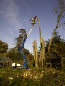 Cherry Picker and Operator reducing a tree