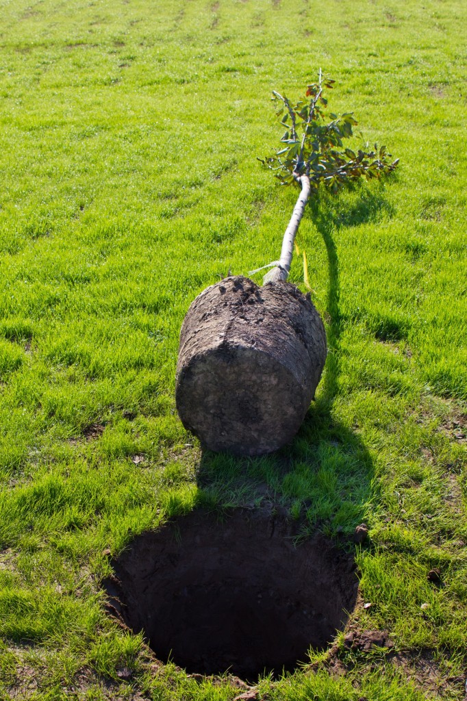 Root-balled tree ready for planting