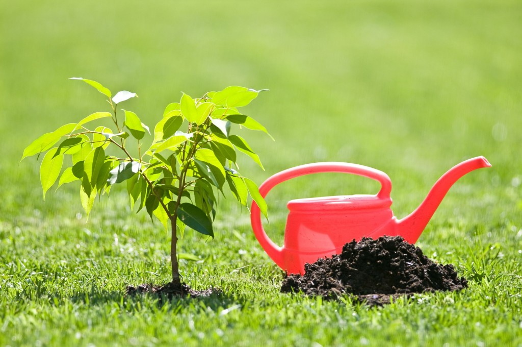 Illustration of watering a newly planted tree