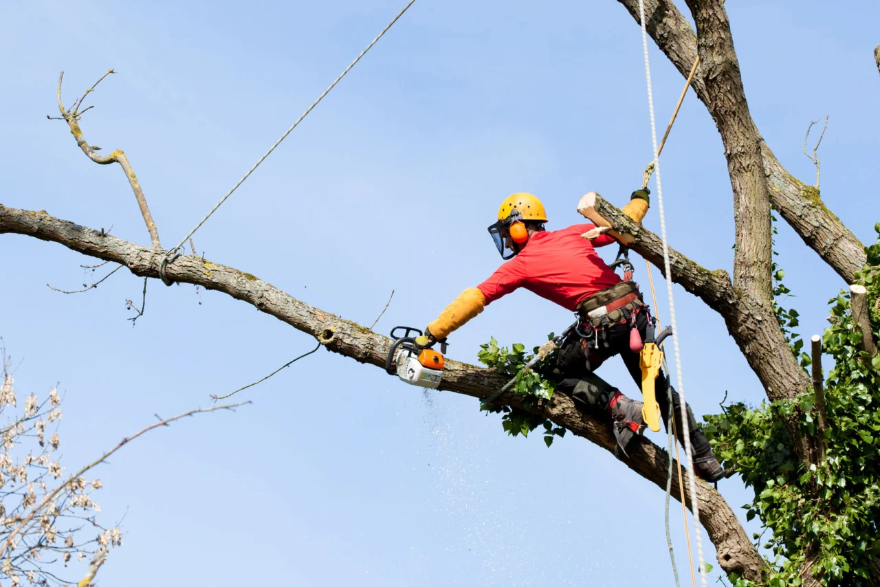 Rope access: a climber working in the tree
