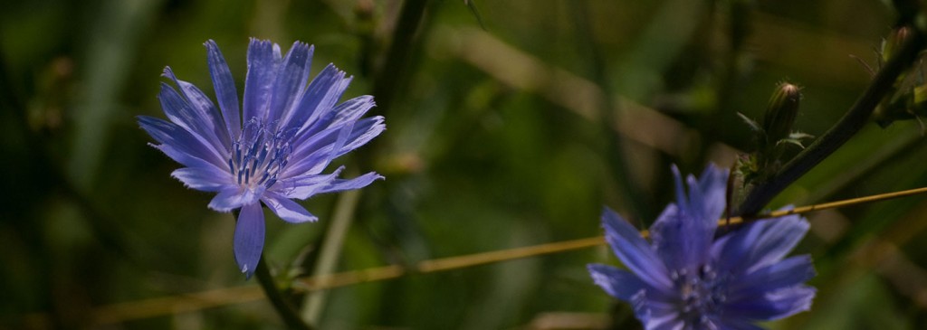 Blue chicory flowers in a garden border