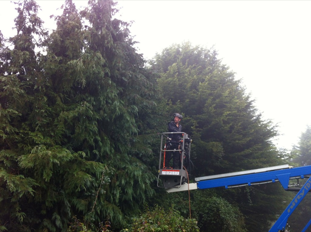 Platform access for work on a tall conifer hedge