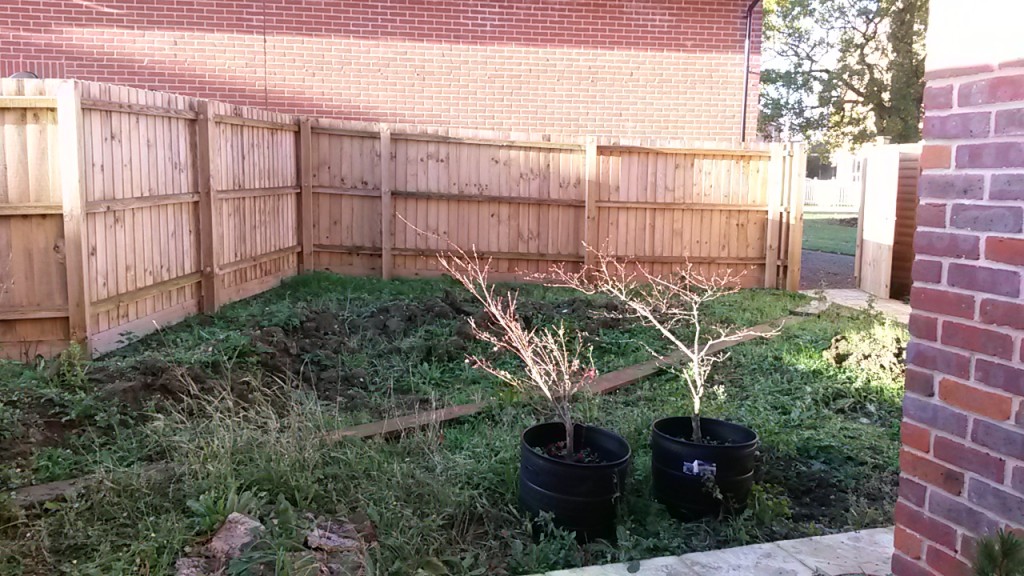 Overgrown fenced back garden before landscaping
