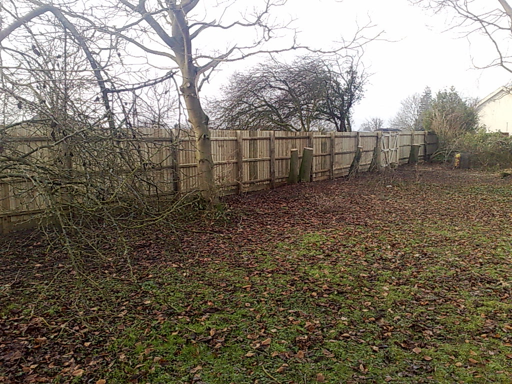 Rear view of timber fencing beside mature garden trees