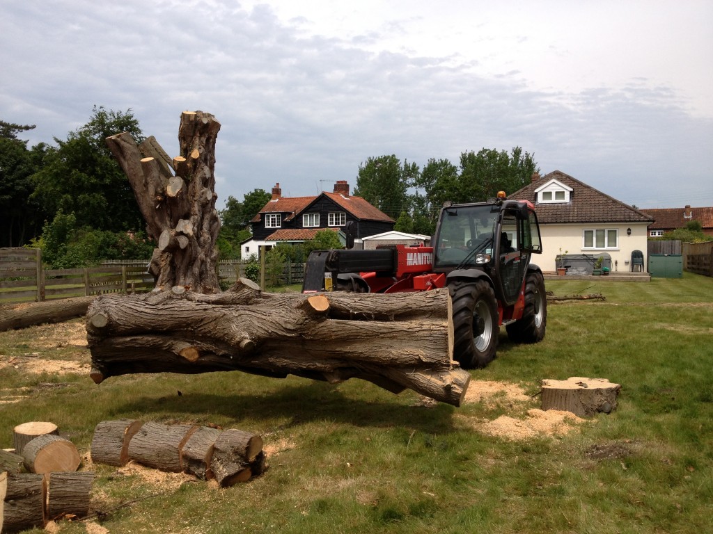 Large felled tree sections beside a telescopic handler