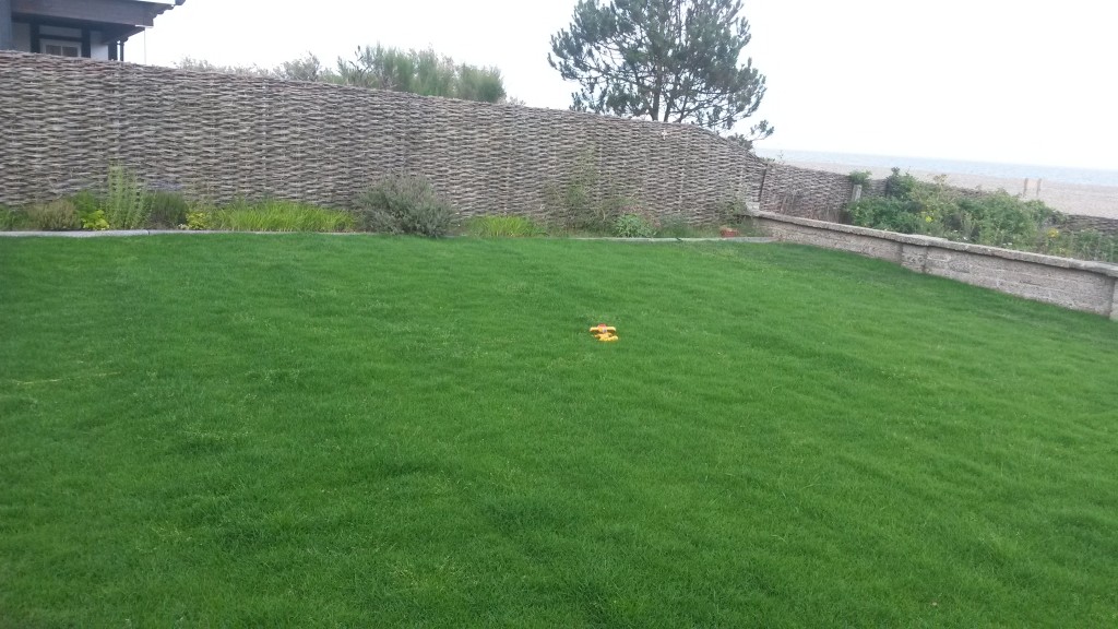 Newly established garden lawn