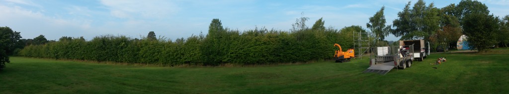 Long established hedge beside an open lawn