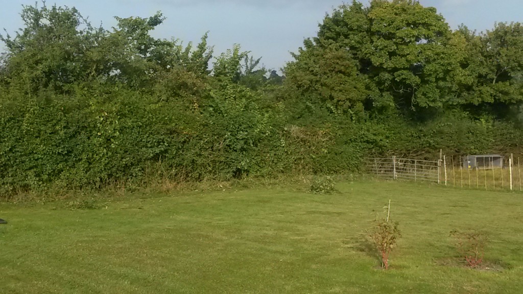 Overgrown boundary hedge before trimming