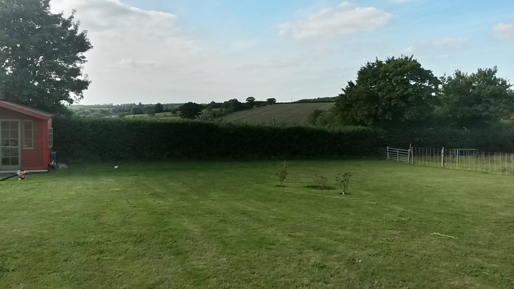 Trimmed garden hedge bordering a lawn