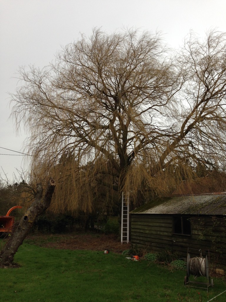 Mature willow before tree work