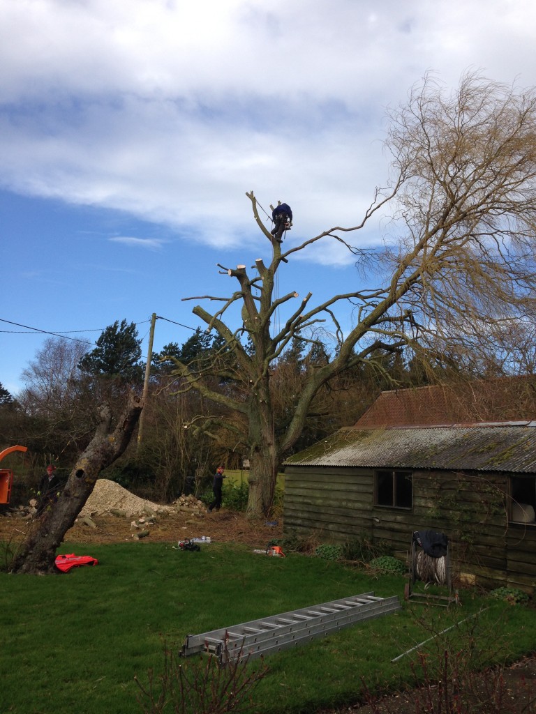 Climber working high in a willow tree