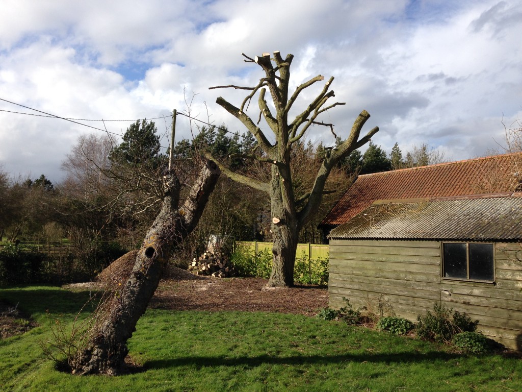 Willow after substantial branch removal beside a garden building