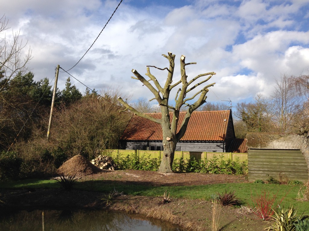 Willow after substantial branch removal beside a garden building