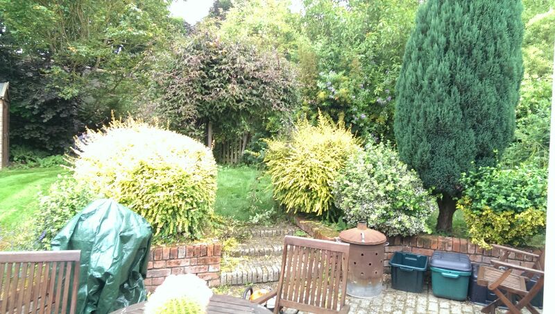 Established garden with shrubs and hedges before tidying