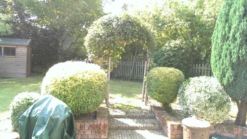 Established garden with shrubs and hedges before tidying