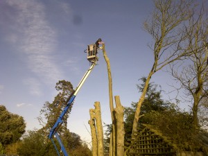 Cherry Picker and Operator reducing a treeCherry Picker Hire