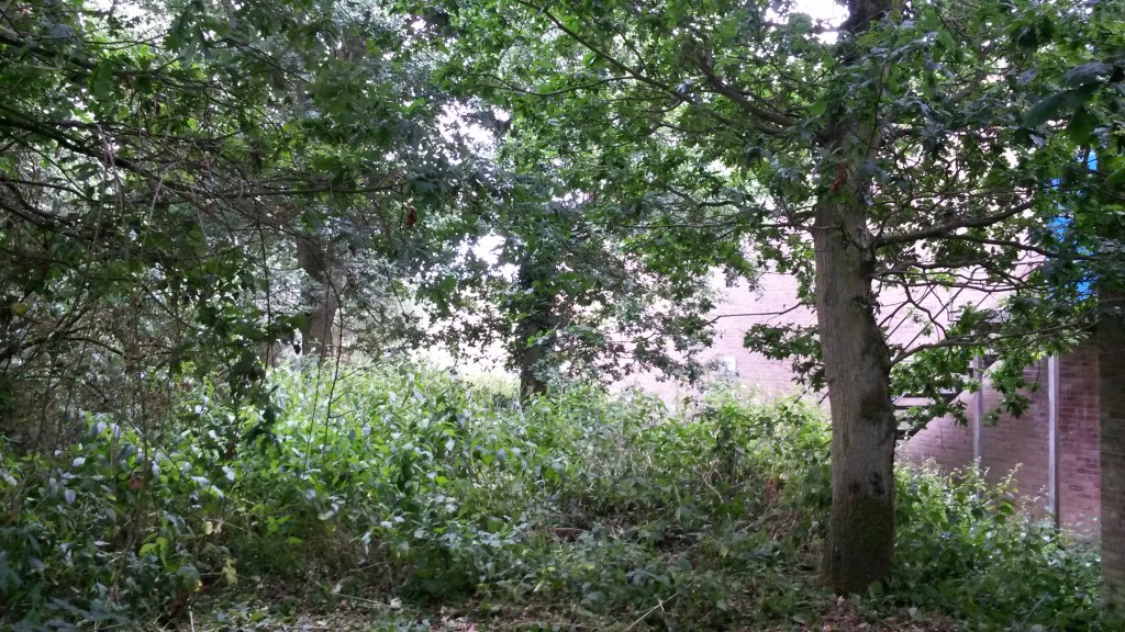 Dense vegetation beneath trees before grounds clearance