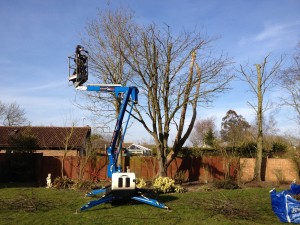 Crown Reduction work with the Cherry Picker