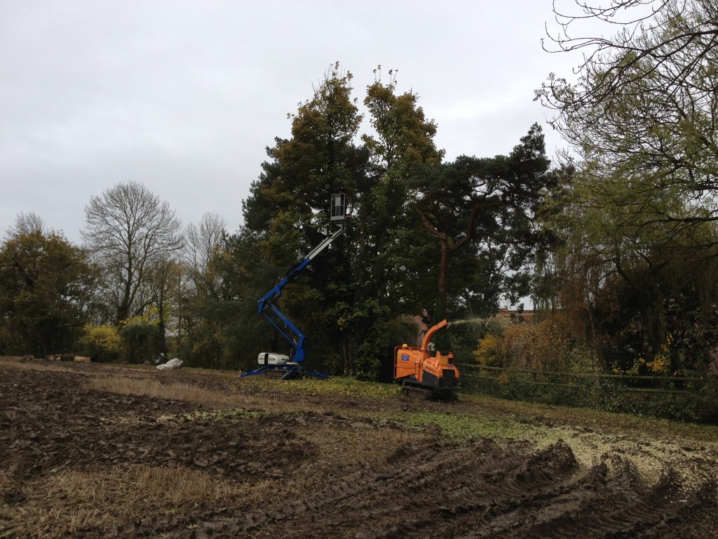 Tree work beside cleared ground