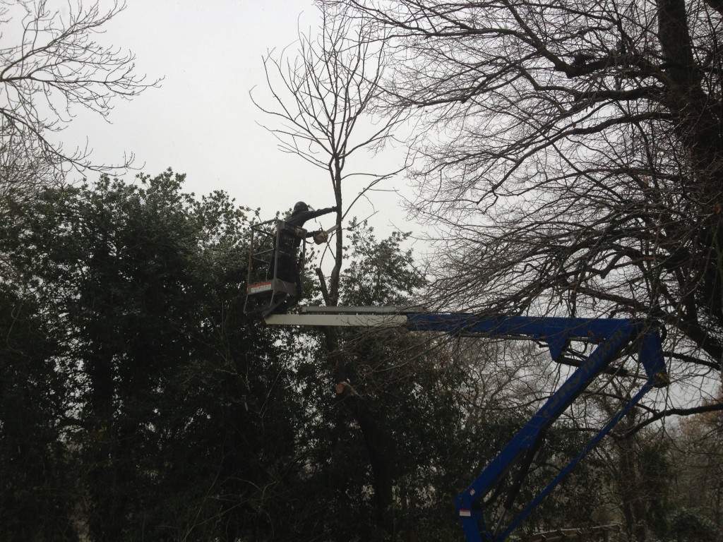 Tree work using a raised access platform