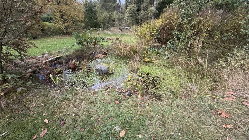 Overgrown garden pond in Aboyne with dense marginal plants and vegetation covering much of the water.