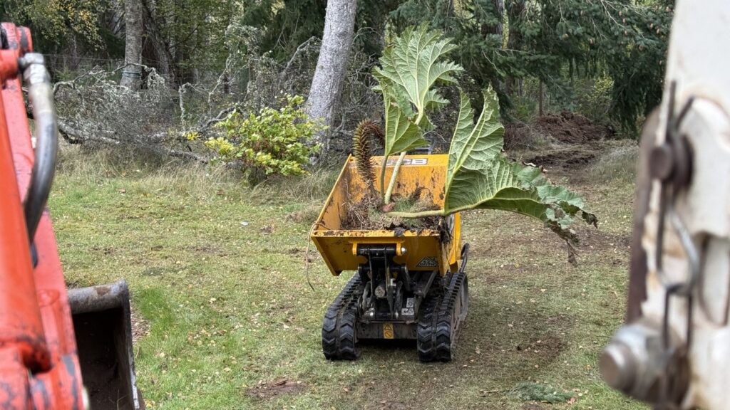 Large leafy plant and its root ball being moved in a tracked dumper at the Aboyne pond project.