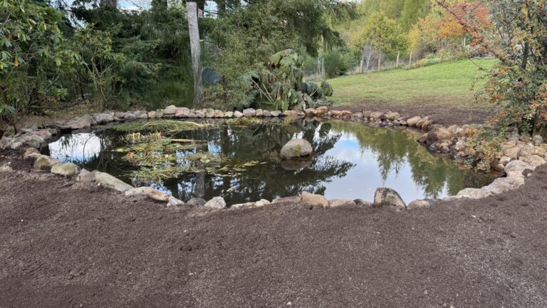 Completed pond rejuvenation in Aboyne, showing the refilled pond, stone perimeter and central boulder.